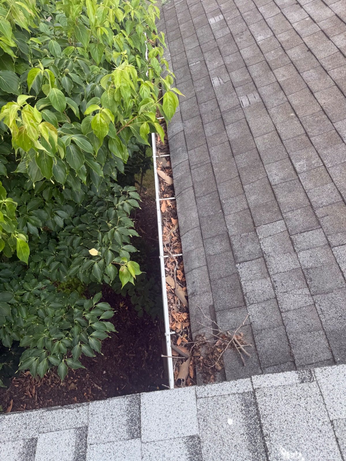 Clogged gutter full of leaves before cleaning